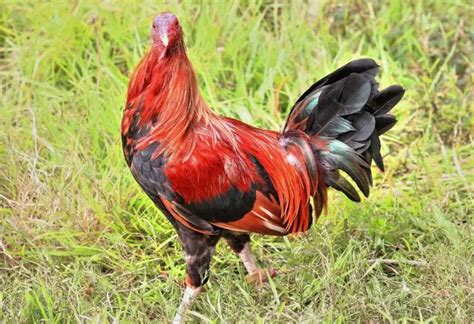 12 Fighting Rooster Breeds .